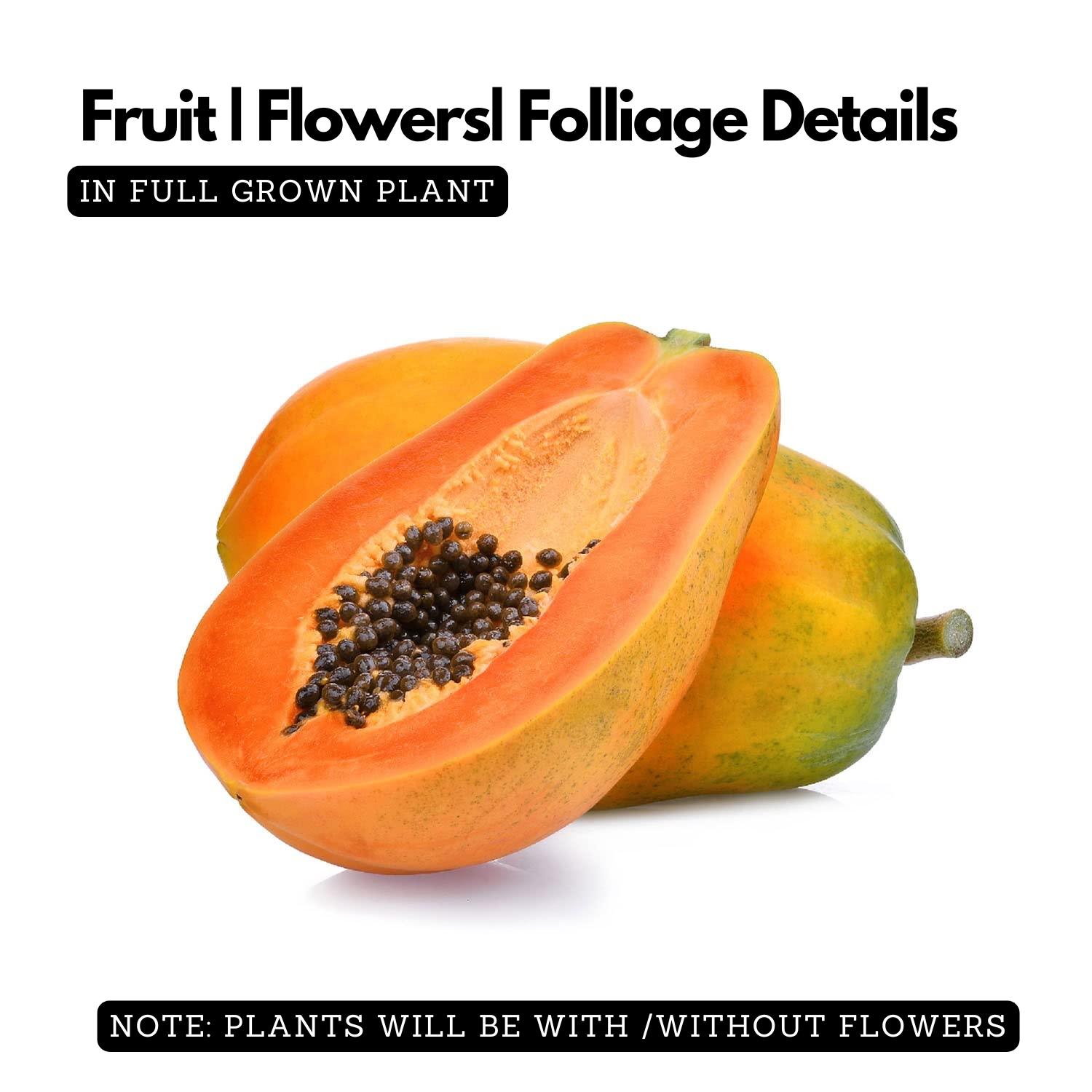 Papaya(Carica papaya) Seedling Fruit Live Plant (Home & Garden)
