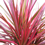 Dracaena Colorama( Dracaena marginata) Live Plant (Home & Garden)