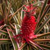 Red Pineapple Live Plant | Decorative Red Fruit Tropical Plant (Home & Garden)