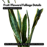 Snake Plant (Sansevieria trifasciata) Long variant - Live Indoor Plant (Home & Garden)