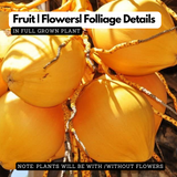 Yellow Coconut / Chenthengu (Cocus nucifera) Fruit Live Plant (Home & Garden)