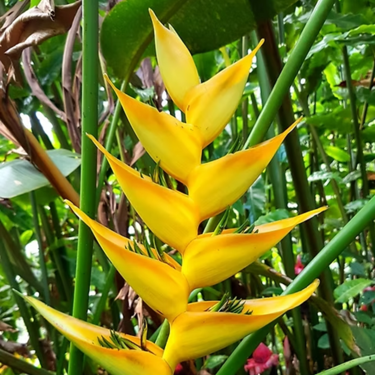 Heliconia Tropics Lemon (genus Heliconia) Flowering/Ornamental Live Plant (Home & Garden)