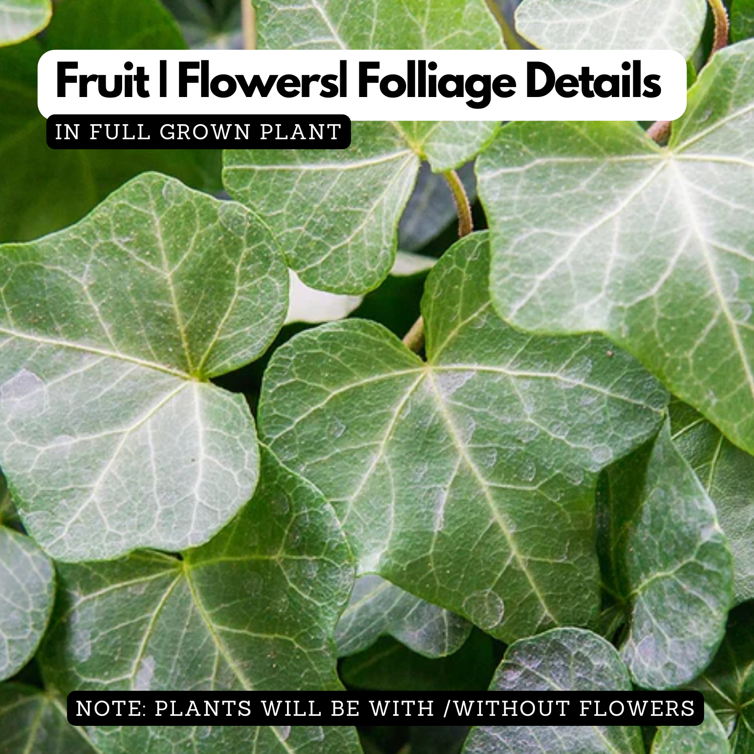 English Ivy / Hedera helix Ornamental / Creeper Live Plant (Home & Garden)