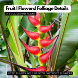 Heliconia / Lobster-claws Big (Genus Heliconia) Flowering/Ornamental Live Plant (Home & Garden)