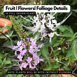 Poocha Meesha / Cats Whiskers Plant (Orthosiphon Aristatus) - Flowering/Ornamental/Medicinal Live Plant (Home & Garden)