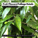 Japanese Bamboo'Gold Dust' / Creeping Milky Bamboo (Dracaena Surculosa) Ornamental Live Plant In Poly Bag (Home & Garden)