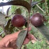 Beetroot Guava Live Fruit Plant (Home & Garden)