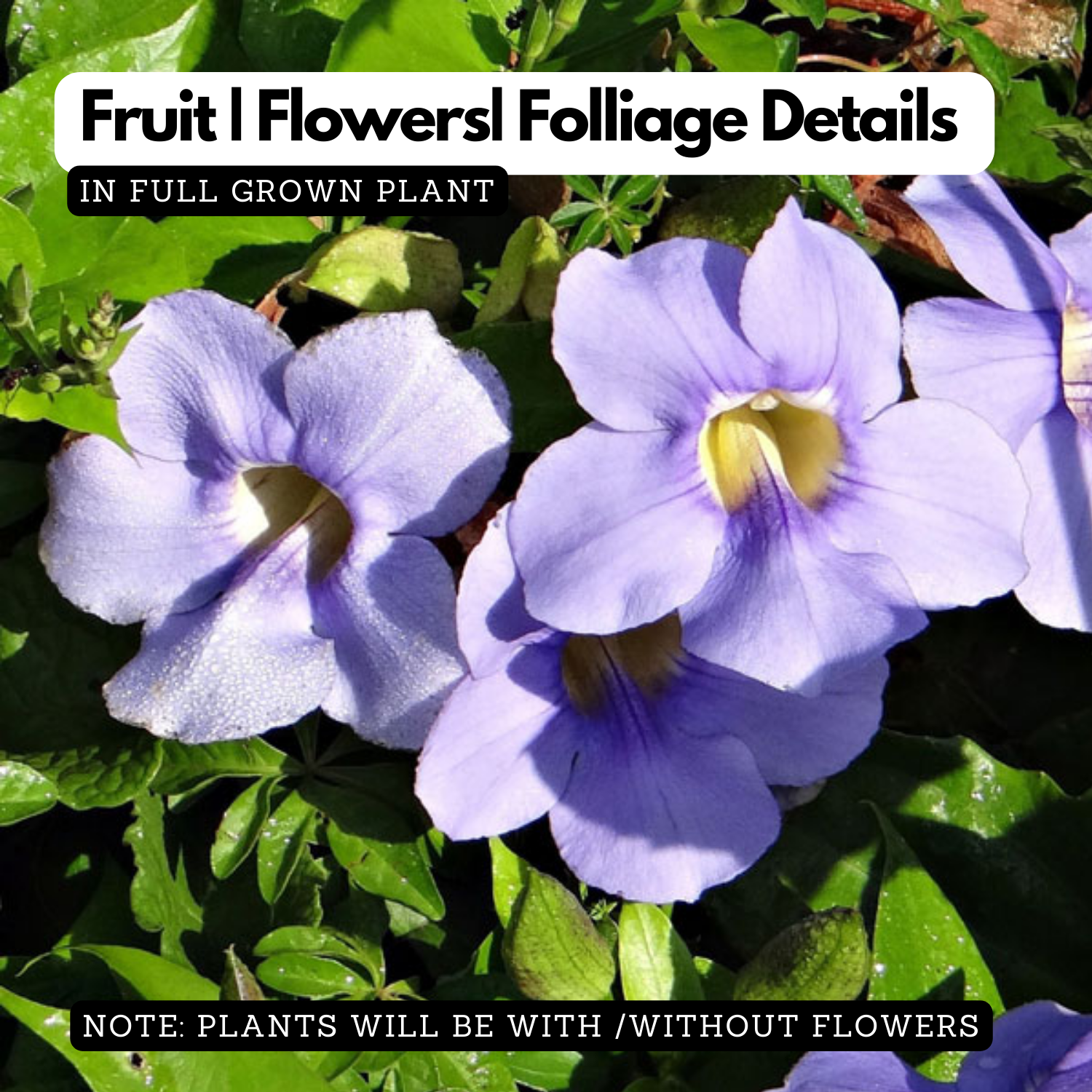 Thunbergia Clock Vine (Any Colour) Flowering | Ornamental| Medicinal Creeper Live Plant (Home & Garden)