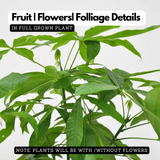 Pachira Money Plant Long Varient | Malabar Chestnut (Pachira aquatica)- Live Plant  (Home & Garden)