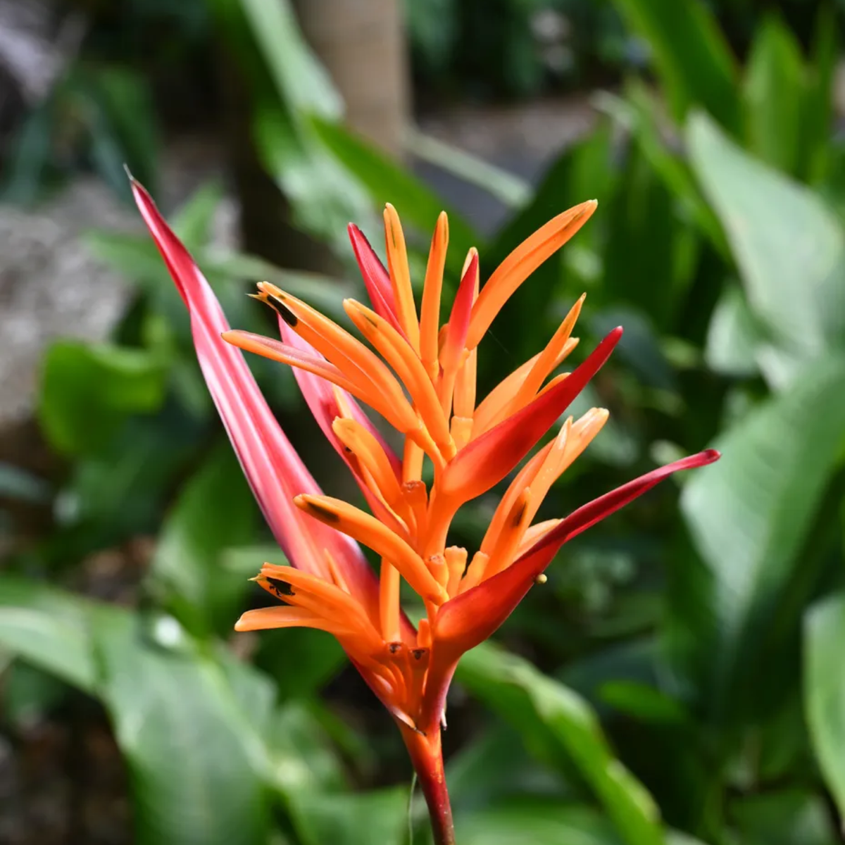 Heliconia St Vincent Red Live Plant | Tropical Flowering / Ornamental Live Plant (Home & Garden)