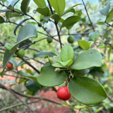 Sweet Kokum Live Plant | Punarpuli (Garcinia indica) Fruit Tree | Tropical Evergreen Fruit Plant for Home & Garden