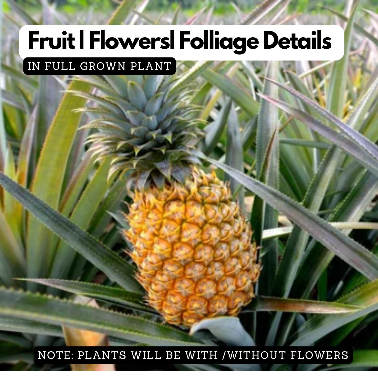 Pineapple (Hybrid) (Ananas comosus) Fruit Live Plant (Home & Garden)