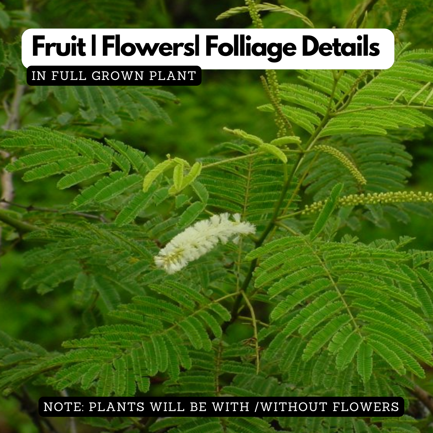 Karingali, Cutch Tree, Black catechu, Black cutch (Acacia Catechu) Medicinal Live Plant (Home & Garden)