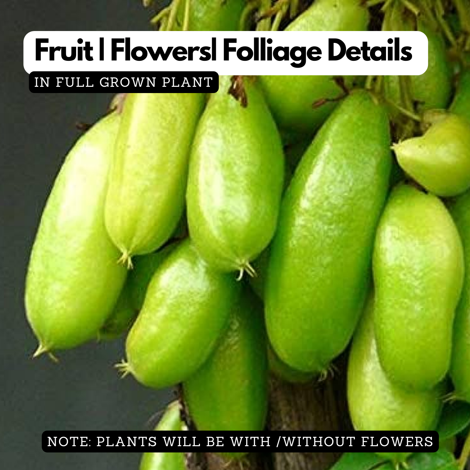 Irumban Puli / Bilimbi (Averrhoa bilimbi) Fruit Live Plant (Home & Garden)