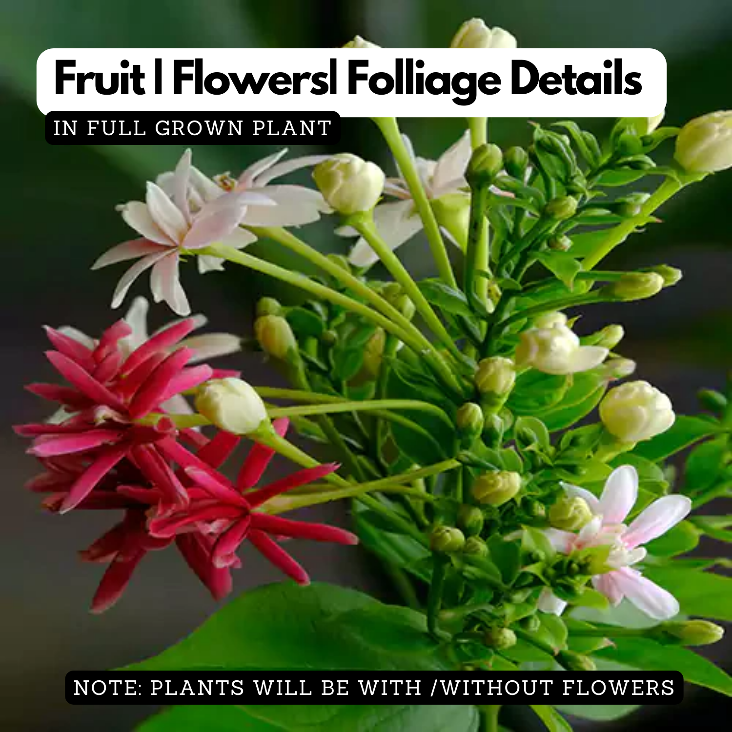 Madhumalati / Rangoon Creeper (Dwarf) (combretum indicum)- Flowering/Ornamental/Live Plant (Home & Garden)