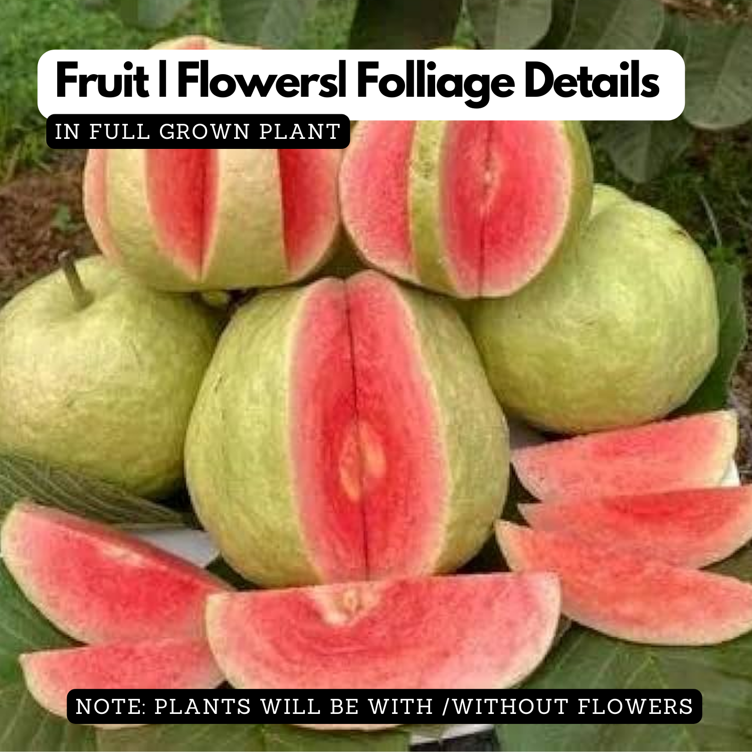 Red Diamond Guava (Layered) (Psidium guajava ) Fruit Live Plant (Home & Garden)