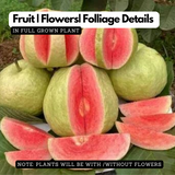Red Diamond Guava (Layered) (Psidium guajava ) Fruit Live Plant (Home & Garden)