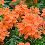 Flowering Plant Birth Star: Uthram (Plant: Kanakambaram | Crossandra | Firecracker Flower) (Crossandra Infundibuliformis) Flowering/Ornamental Live Plant (H&G)