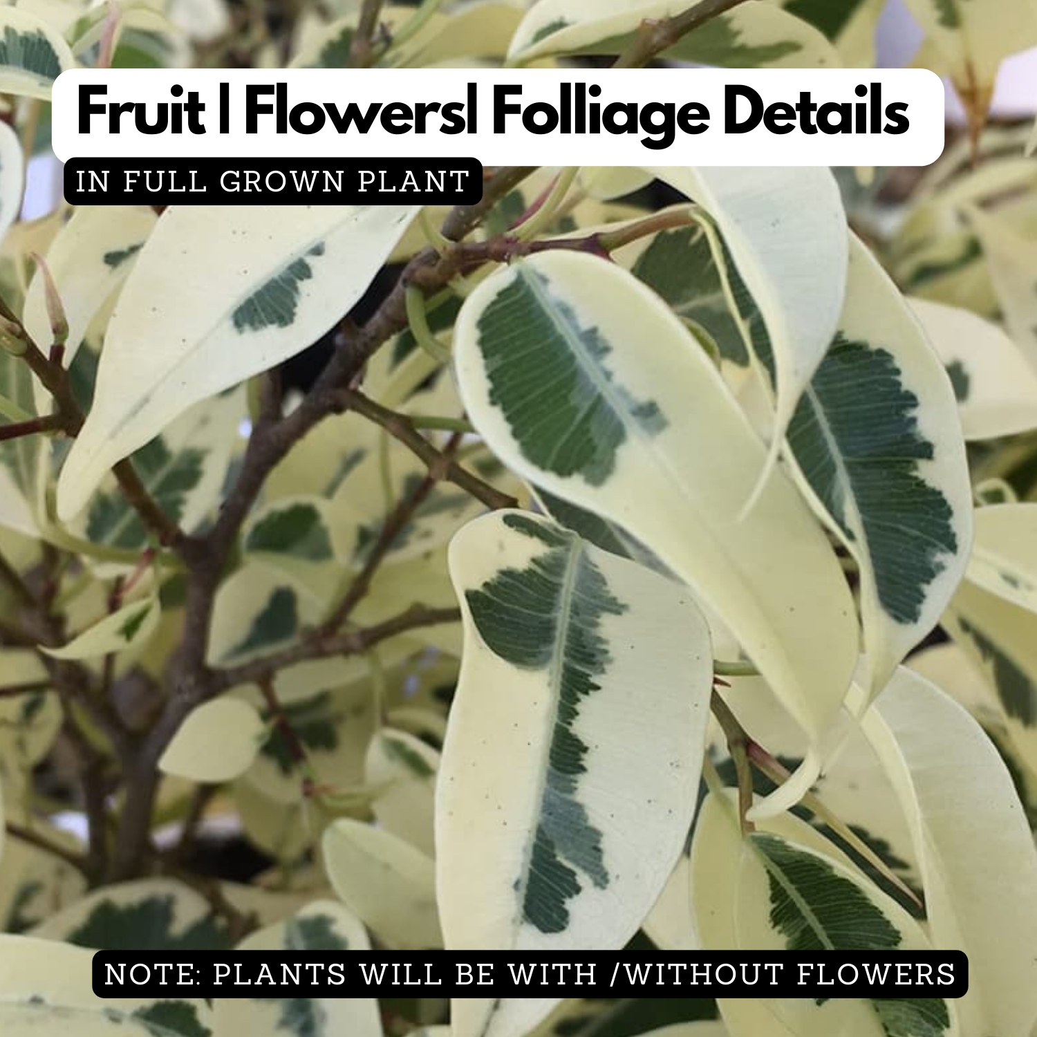 Ficus Starlight, Ficus benjamina Ornamental Live Plant (Home & Garden)