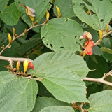 Idampiri valampiri (Helicteres isora) Live Plant (Home & Garden)