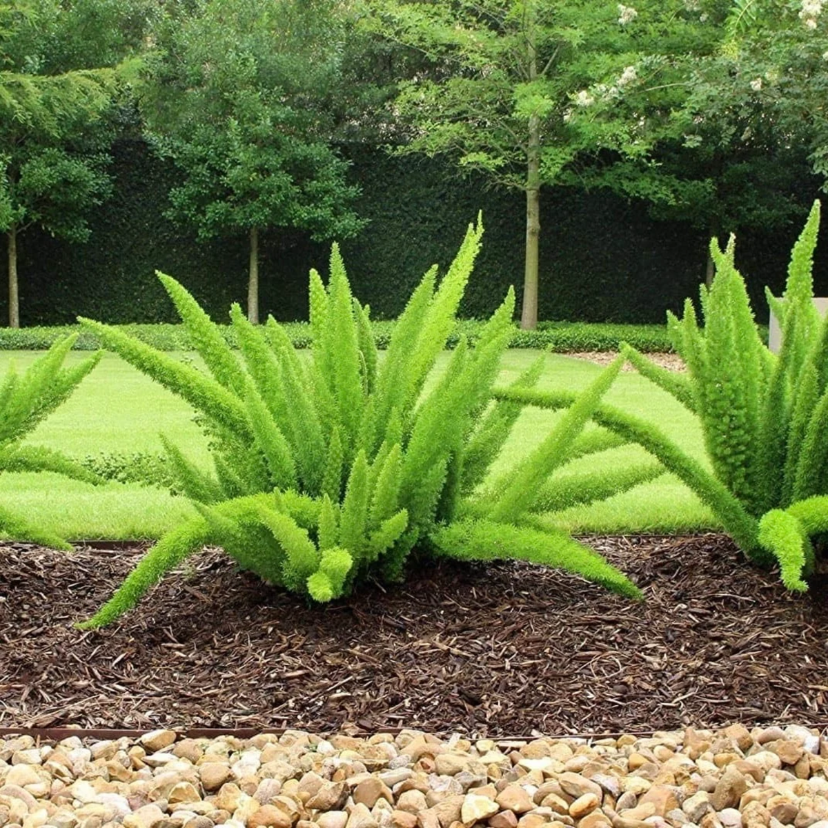 Foxtail Fern Live Plant | Asparagus Densiflorus ‘Myersii’ | Ornamental Green Foliage Plant for Home & Garden