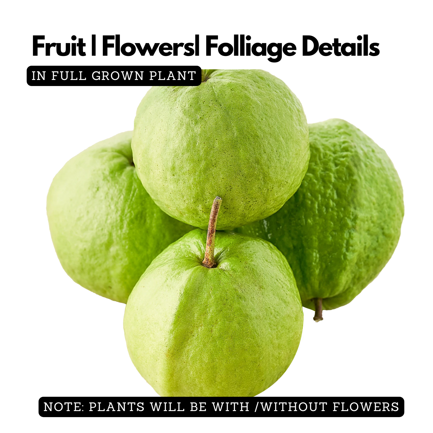 Thailand Guava ( Psidium guajava ) Fruit Live Plant (Home & Garden)