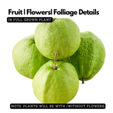 Thailand Guava ( Psidium guajava ) Fruit Live Plant (Home & Garden)
