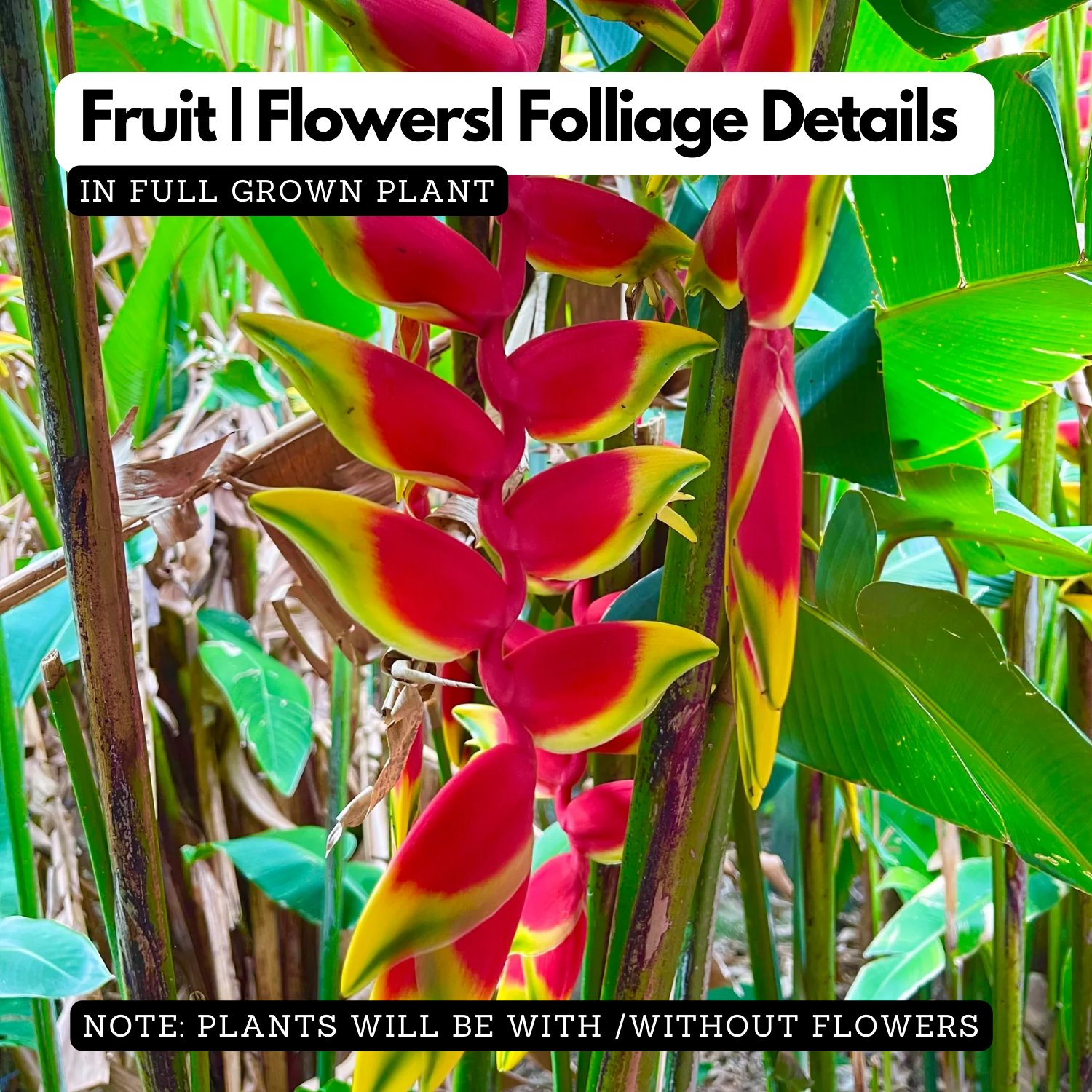 Heliconia Rostrata (Genus Heliconia) Flowering/Ornamental Live Plant (Home & Garden)