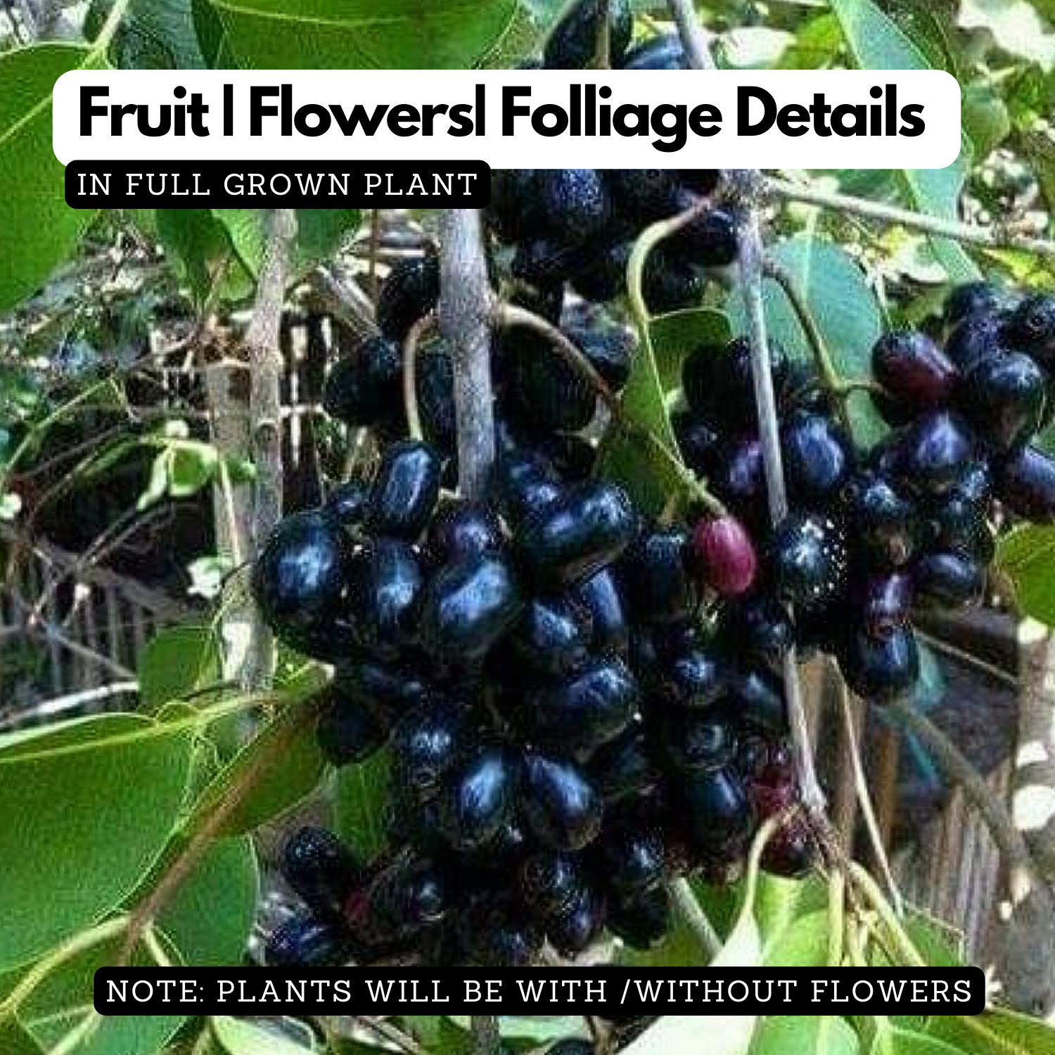 Jamun / NJaval / Malabar plum / black plum / jambul (Syzygium cumini) Fruit Live Plant (Home & Garden)
