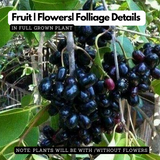 Jamun / NJaval / Malabar plum / black plum / jambul (Syzygium cumini) Fruit Live Plant (Home & Garden)