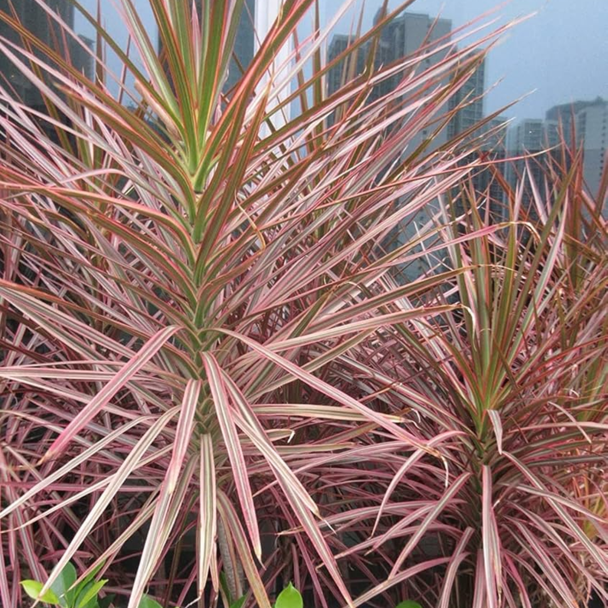 Dracena Chloroma Live Plant (Home & Garden)