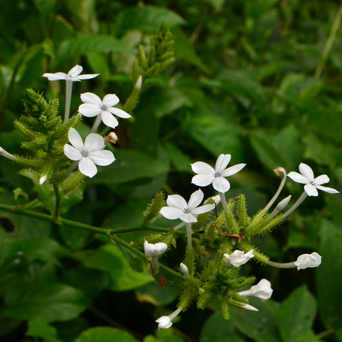 Vella koduveli / White Leadwort (Plumbago zeylanica) Flowering/Ornamental/Medicinal Live Plant (Home & Garden)
