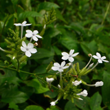 Vella koduveli / White Leadwort (Plumbago zeylanica) Flowering/Ornamental/Medicinal Live Plant (Home & Garden)