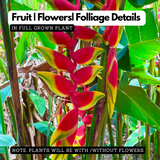Heliconia Rostrata (Genus Heliconia) Flowering/Ornamental Live Plant (Home & Garden)
