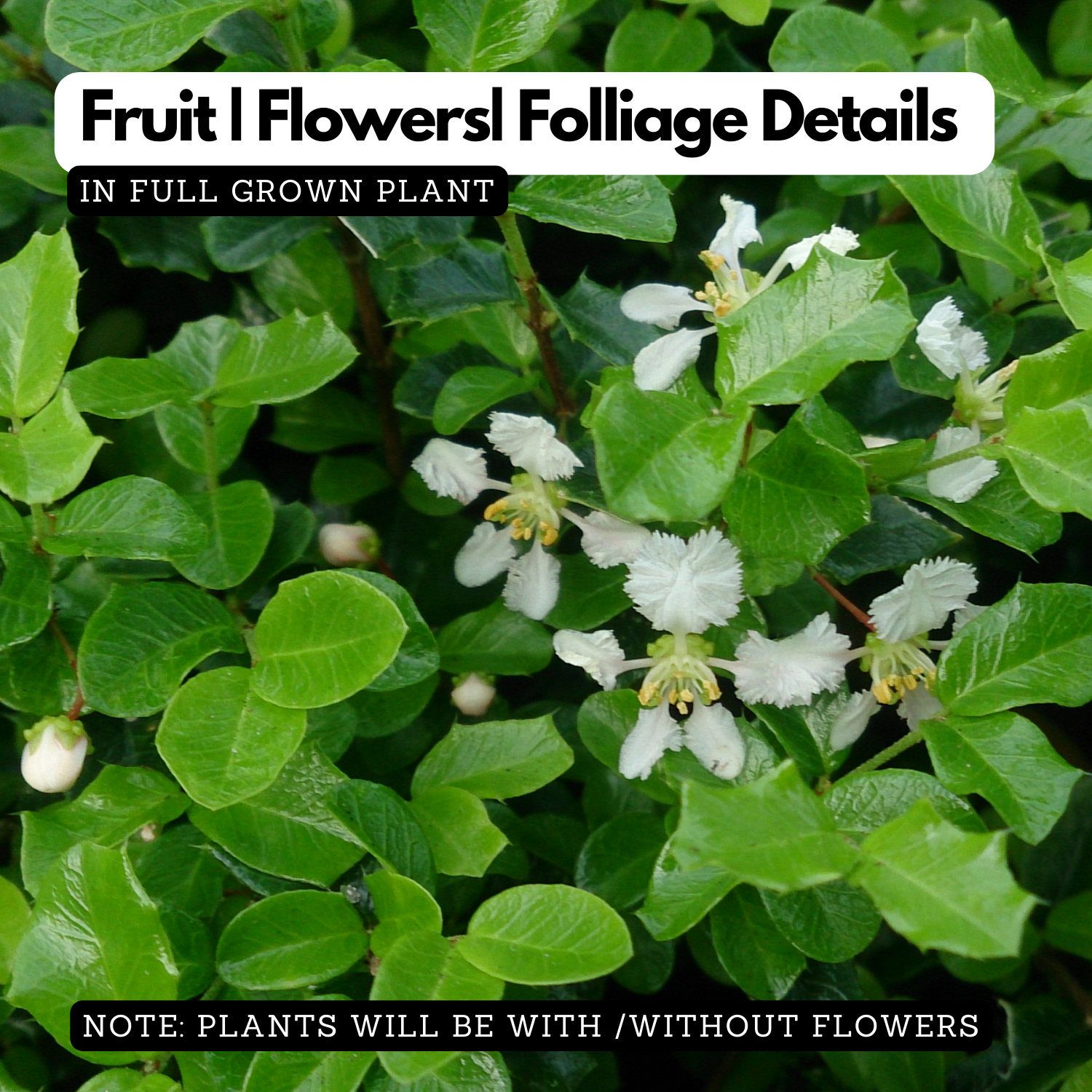 Malpighia plant Ornamental Live Plant (Home & Garden)