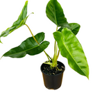 Philodendron burle-marxii Live Plant with Hanging For(Home & Graden)