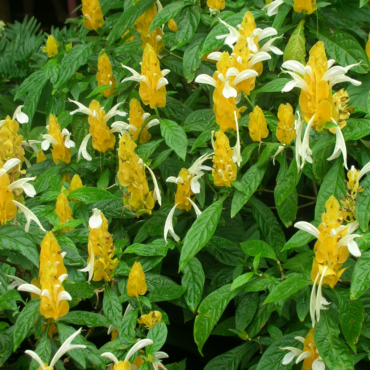 Lollipop Live Plant | Golden Shrimp Plant | Yellow Flowering Ornamental Shrub for Home & Garden