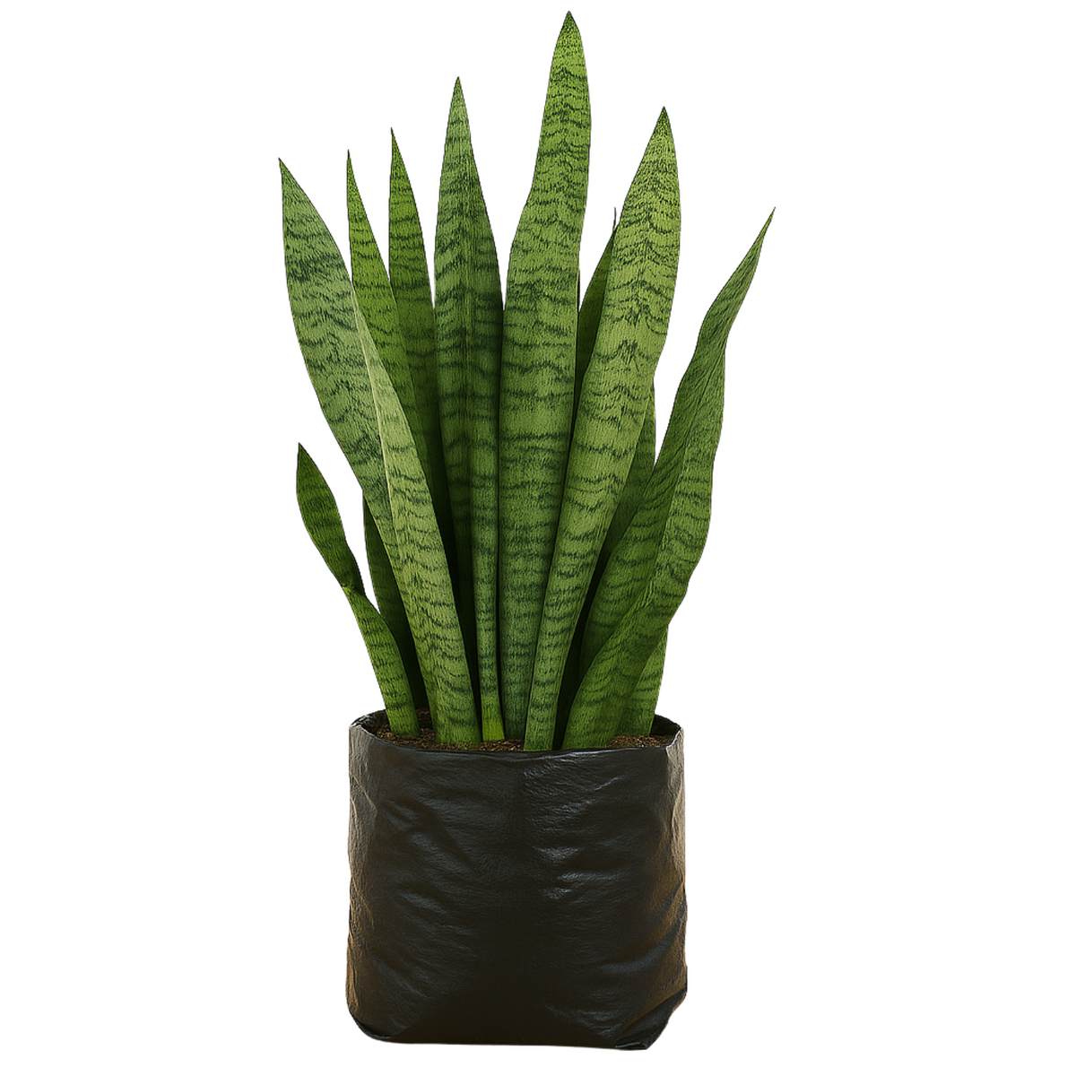 Live Snake Plant (Sansevieria trifasciata)(Home & Garden)