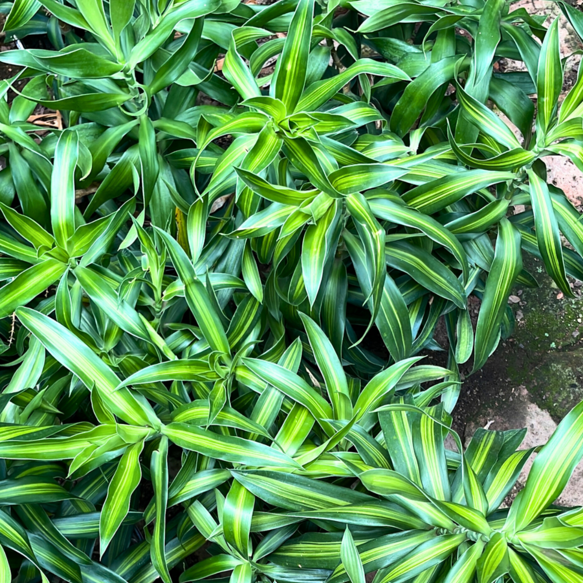Dracaena Song of Jamaica Variegated Indoor Ornamental Live Plant (Home & Garden)