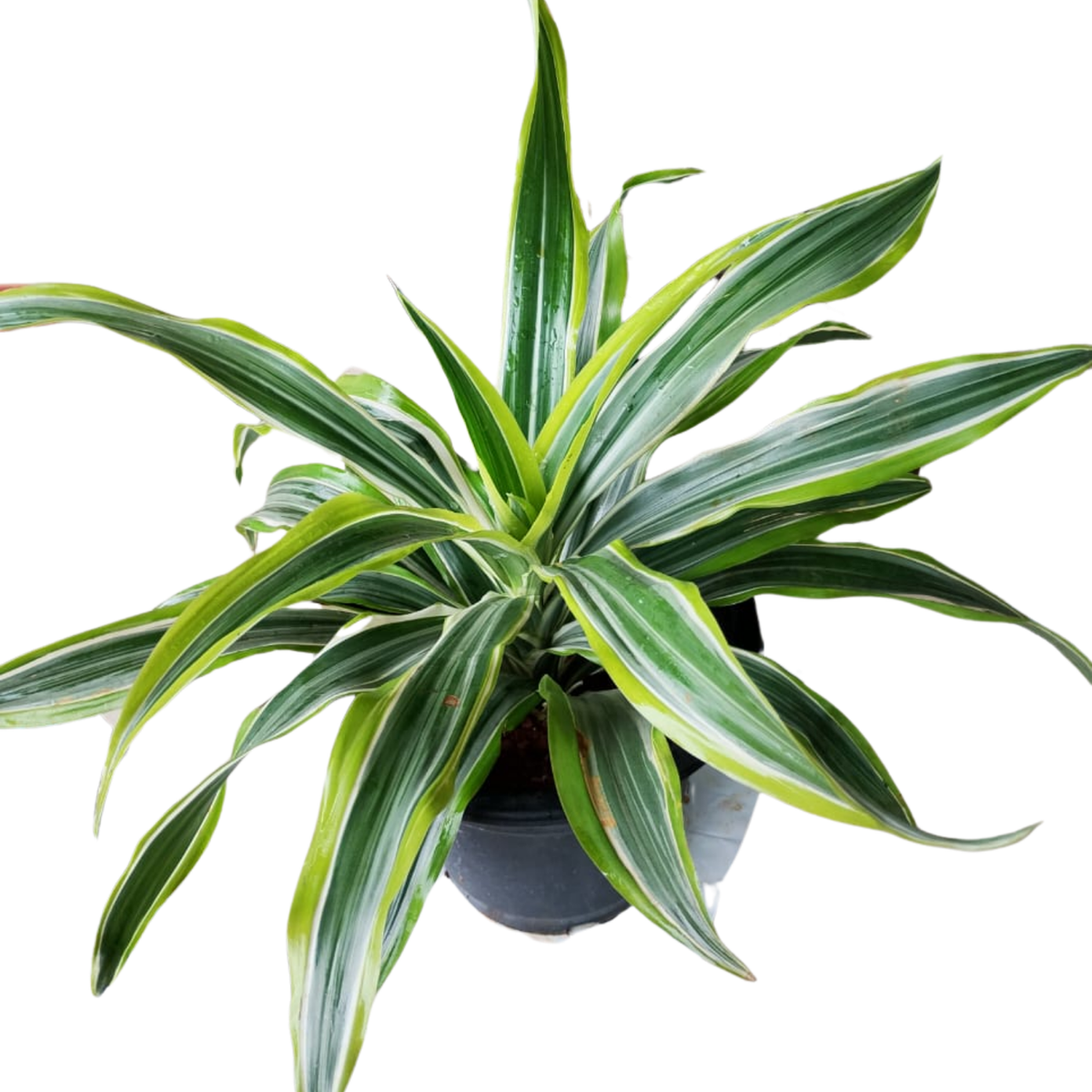 Dracaena Dara SinghLive Plant (Home & Garden)