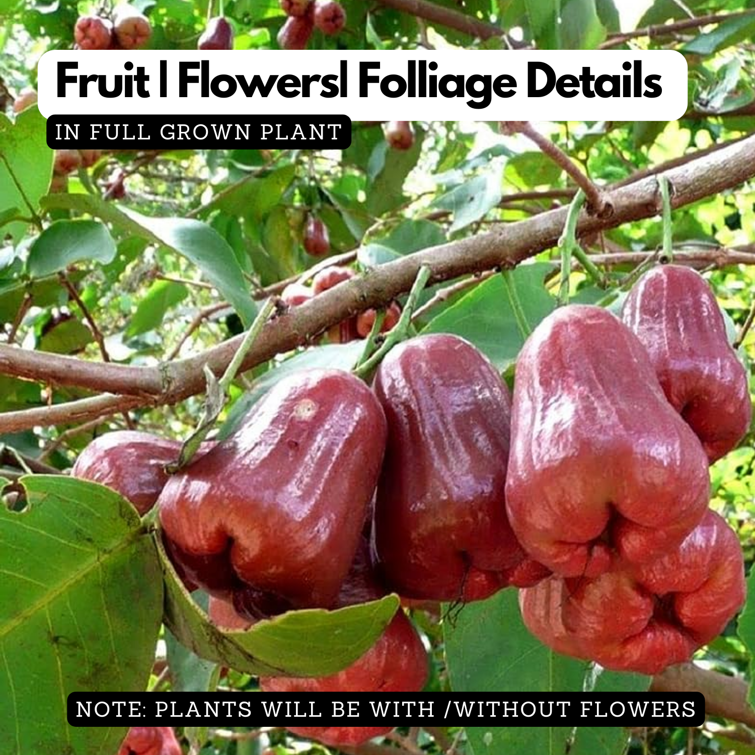 Rose Apple / Rose Java Apple (Syzygium jambos) Fruit Live Plant (Home & Garden)