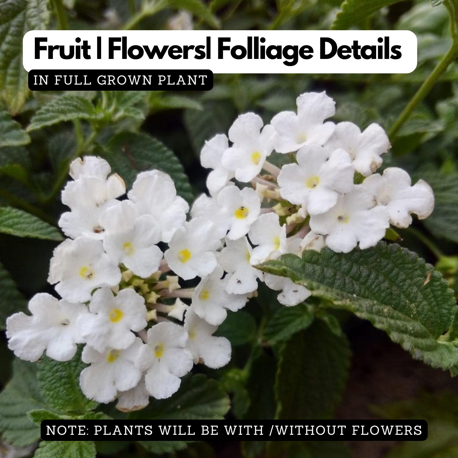 Lantana / Kongini Poo (Any Colour) (Lantana camara) Flowering/Ornamental Live Plant (Home & Garden)
