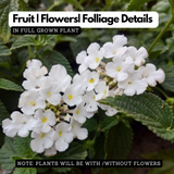Lantana / Kongini Poo (Any Colour) (Lantana camara) Flowering/Ornamental Live Plant (Home & Garden)