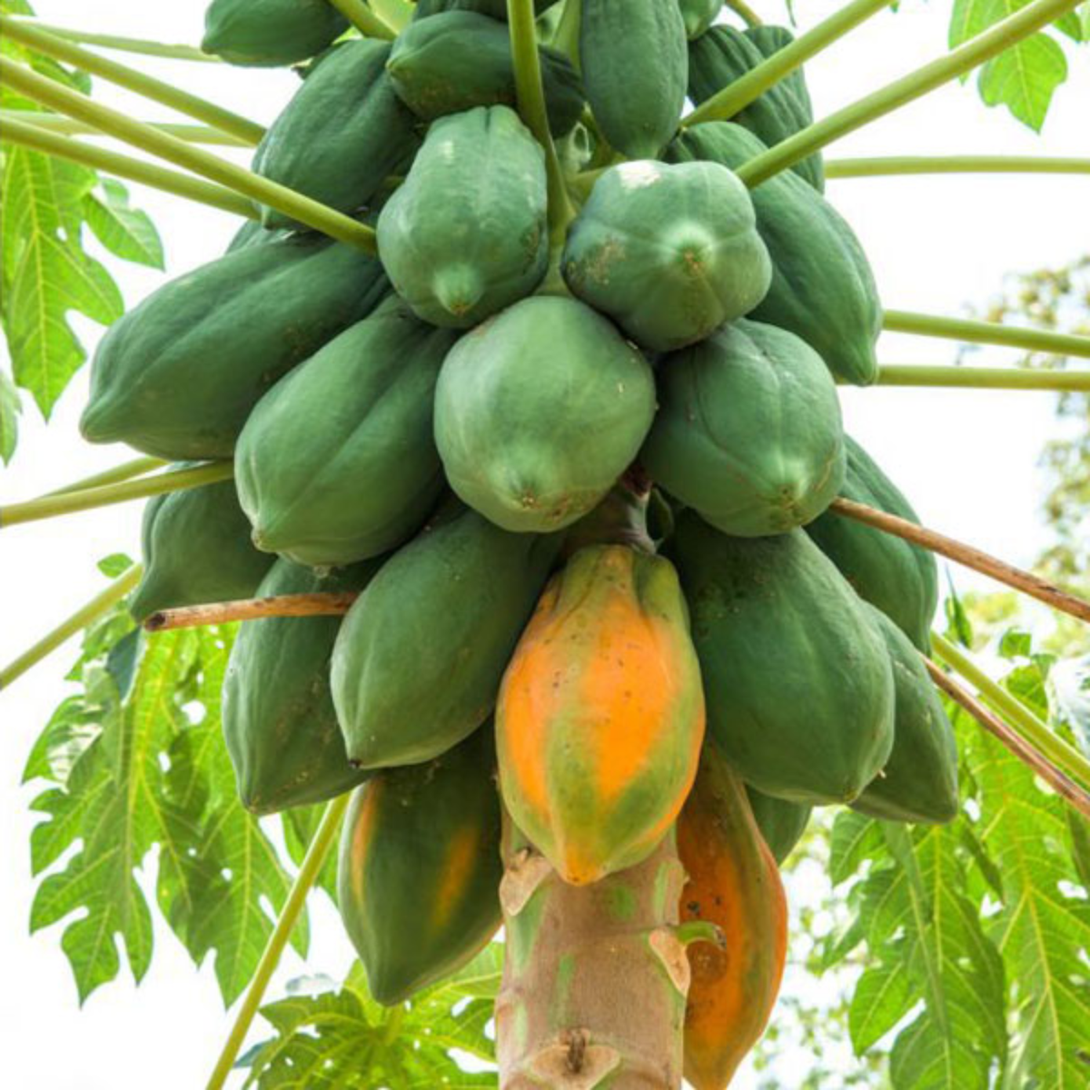 Red Lady Papaya Papita Fruit Live Plant (Home & Garden)