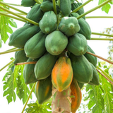 Red Lady Papaya Papita Fruit Live Plant (Home & Garden)