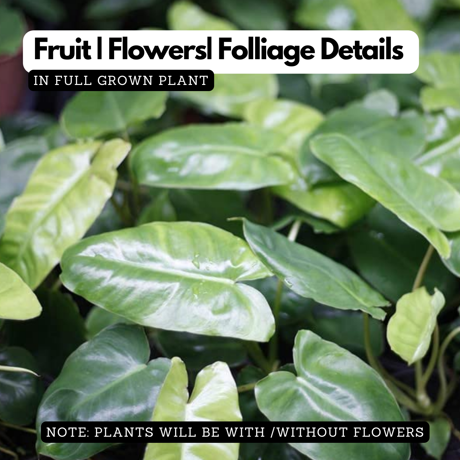 Kerala Hybrid Philodendron Ornamental / Creeper Live Plant (Home & Garden)