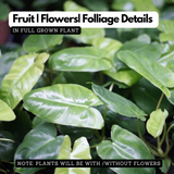 Kerala Hybrid Philodendron Ornamental / Creeper Live Plant (Home & Garden)