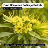 Rosida (Xanthostemon chrysanthus) Flowering/Ornamental Live Plant (Home & Garden)
