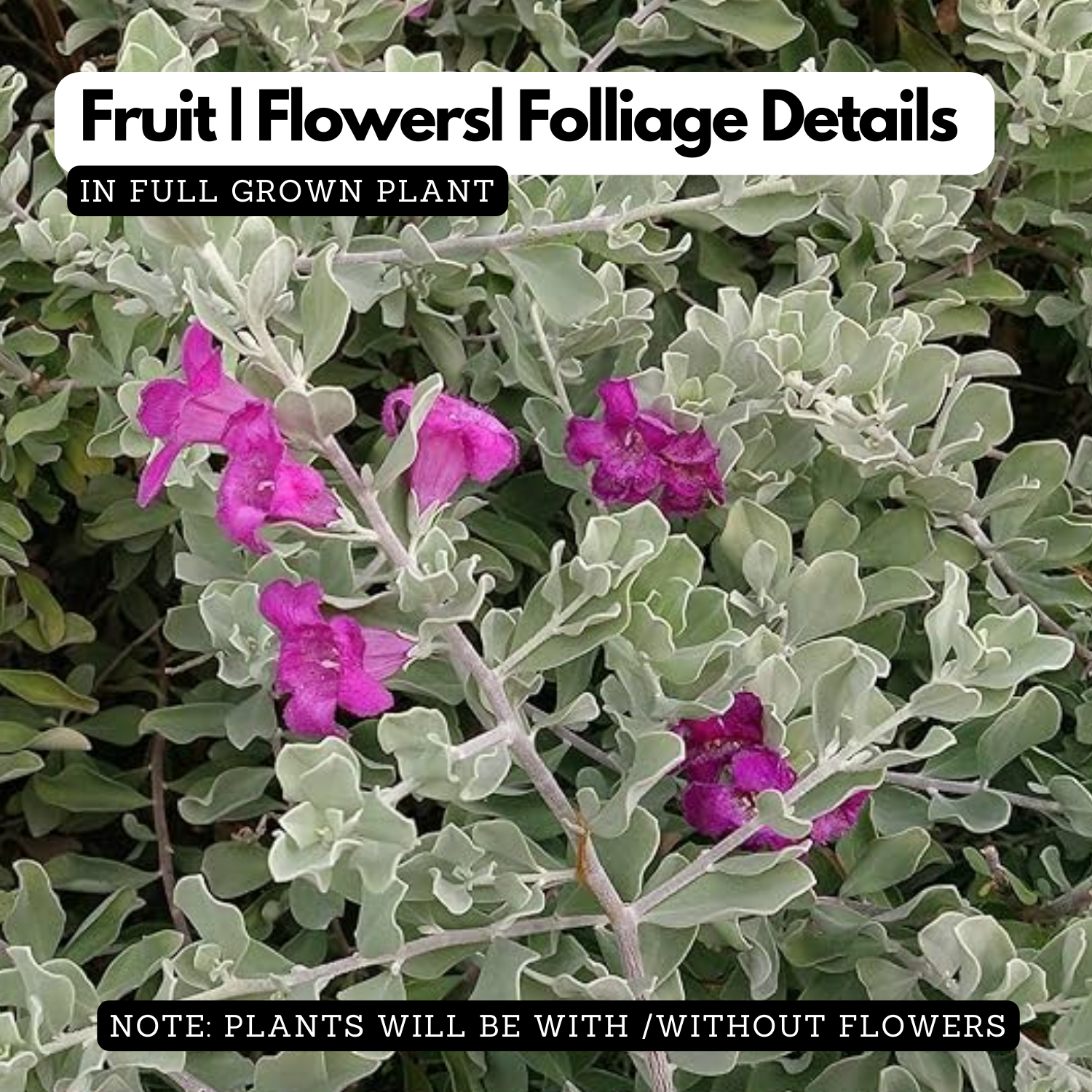 Nikodia / Texas Silver Leaf / Texas Sage or Texas Ranger (Leucophyllum Frutescens) Flowering/Ornamental Live Plant (Home & Garden)
