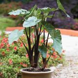 Alocasia Black Stem Live Plant | Exotic Tropical Foliage Plant with Dark Black Stem | Indoor & Outdoor Ornamental Plant for Home & Garden